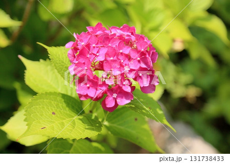 可愛い　紅色アジサイの花 131738433