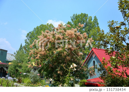 可愛い　スモークツリーの花 131738434