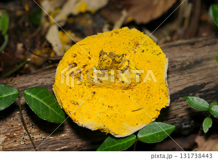 黄色いヒポミケス属胞子に寄生覆い尽くされる寄生無残なきのこのヒダ面（自然下菌キノコ類マクロ撮影） 131738443