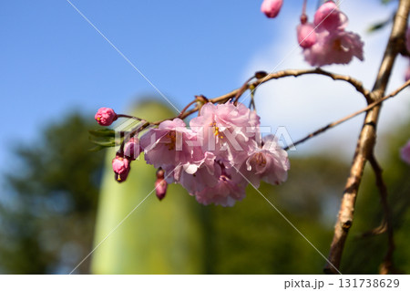 千葉県護国神社 河津桜 千葉県護国神社 河津桜 131738629