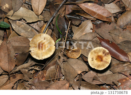 林内落葉土壌にささくれるオオキヌハダトマヤタケキノコ(アウトドアフィールド菌&キノコ類マクロ撮影) 林内落葉土壌にささくれるオオキヌハダトマヤタケキノコ(アウトドアフィールド菌&キノコ類マクロ撮影) 131738678