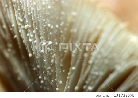 乳白色の乳液を滴らせるタマゴテングタケモドキのヒダアップ画像（自然科学・菌・キノコ類マクロ撮影） 131738679