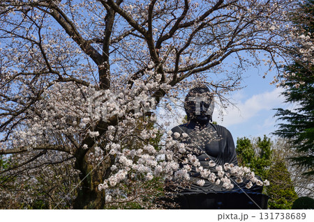 東京大仏（乗蓮寺）と桜 131738689