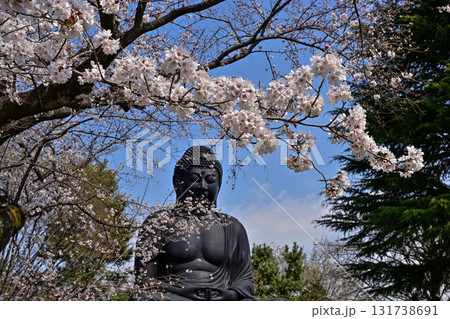 東京大仏(乗蓮寺)と桜 東京大仏(乗蓮寺)と桜 131738691