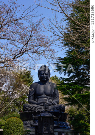 東京大仏(乗蓮寺)と桜 東京大仏(乗蓮寺)と桜 131738696