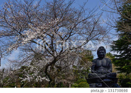 東京大仏（乗蓮寺）と桜 131738698