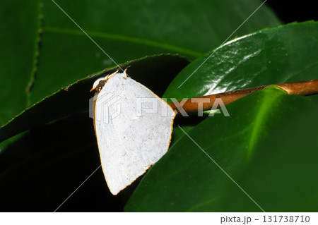 越冬中のウラギンシジミ 131738710