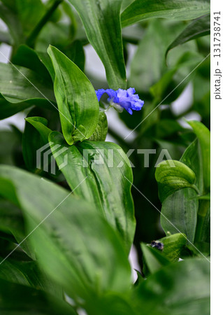 草津あおばな（草津市の花） 131738741