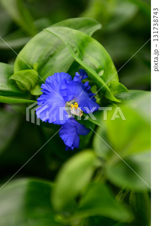 草津あおばな（草津市の花） 131738743