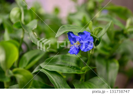 草津あおばな（草津市の花） 131738747