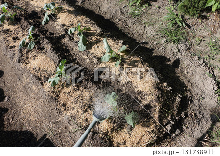 定植したブロッコリーの水やり 定植したブロッコリーの水やり 131738911