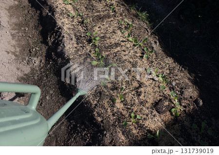 ダイコンの水やり ダイコンの水やり 131739019
