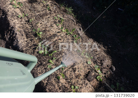 ダイコンの水やり ダイコンの水やり 131739020