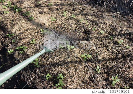 中カブの水やり 131739101