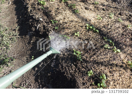 中カブの水やり 中カブの水やり 131739102