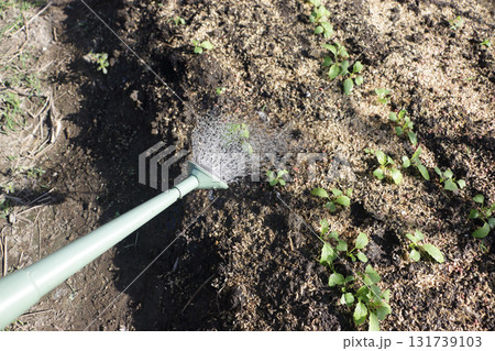 中カブの水やり 中カブの水やり 131739103