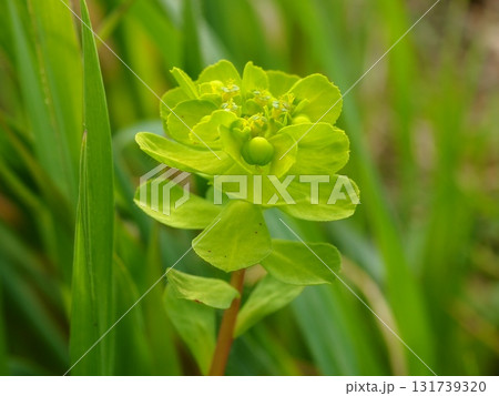 春の荒川河川敷に咲くトウダイグサ 131739320