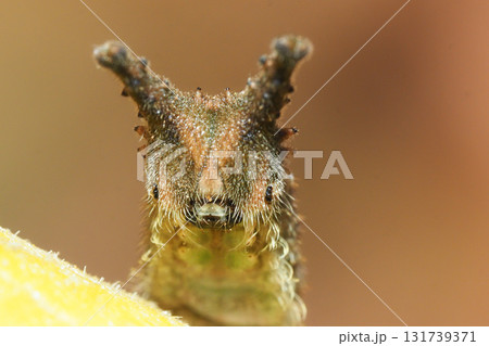 冬のアカボシゴマダラの幼虫 131739371