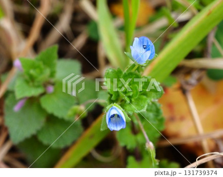 荒川の河川敷に咲くオオイヌノフグリの青い花 131739374