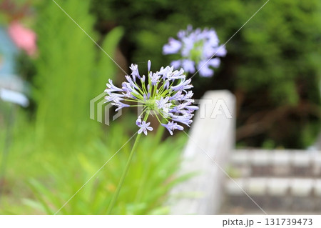 爽やか アガパンサスの花 爽やか アガパンサスの花 131739473