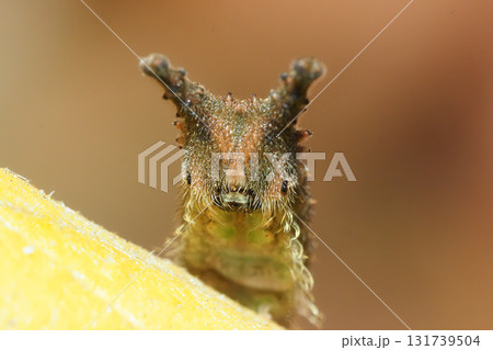 冬のアカボシゴマダラの幼虫 131739504
