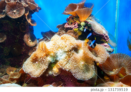 串本海中公園水族館のお魚たち　サンゴ　イソギンチャクの仲間 131739519
