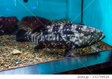 串本海中公園水族館のお魚たち　ヤイトハタ 131739520