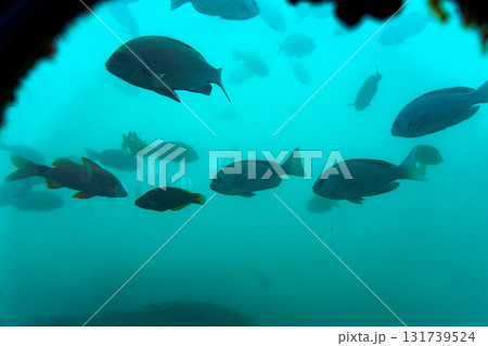 串本海中公園海中展望塔から見えるお魚たち　潮流に身を任せる魚群 131739524