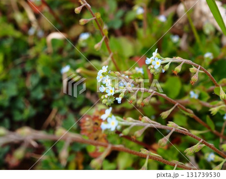春の荒川河川敷に咲くキュウリグサの小さな青い花 春の荒川河川敷に咲くキュウリグサの小さな青い花 131739530