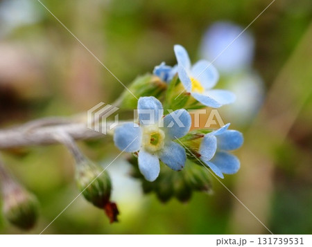 春の荒川河川敷に咲くキュウリグサの小さな青い花 131739531