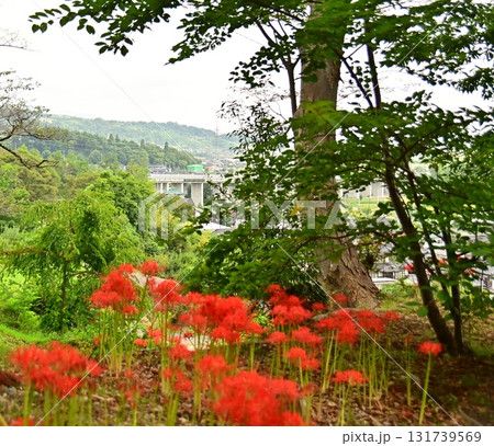彼岸花の赤い花咲く風景 彼岸花の赤い花咲く風景 131739569