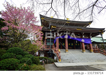 赤塚山 乗蓮寺 本堂と河津桜 赤塚山 乗蓮寺 本堂と河津桜 131739714