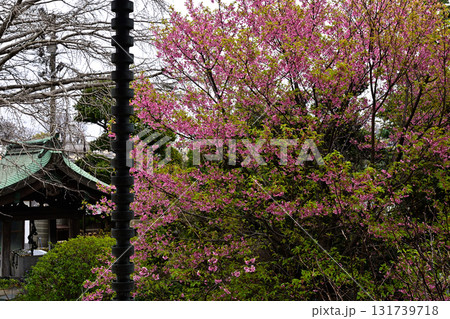 赤塚山　乗蓮寺　本堂と河津桜 131739718