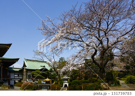 赤塚山 乗蓮寺 本堂と桜 赤塚山 乗蓮寺 本堂と桜 131739783