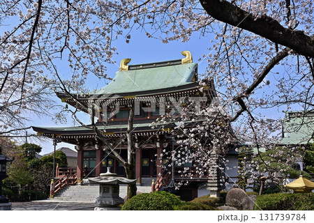 赤塚山 乗蓮寺 本堂と桜 赤塚山 乗蓮寺 本堂と桜 131739784