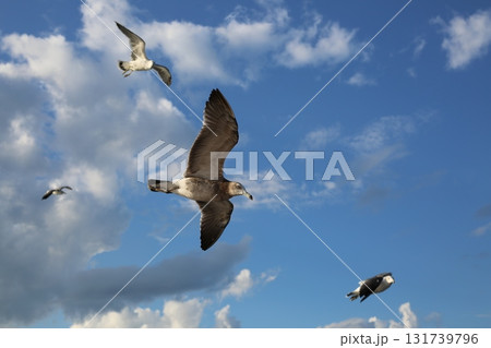 カモメが飛ぶ空 カモメが飛ぶ空 131739796
