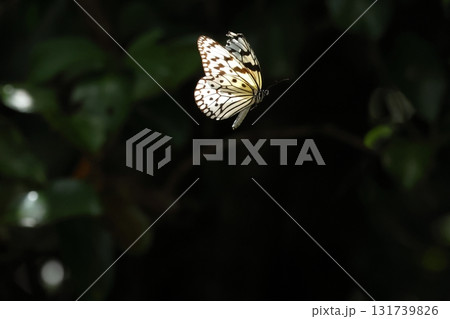 生き物 昆虫 オオゴマダラ、石垣島の林をフワフワ飛ぶ。有毒なので目立った方が安全? 生き物 昆虫 オオゴマダラ、石垣島の林をフワフワ飛ぶ。有毒なので目立った方が安全? 131739826