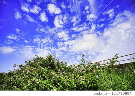 夏の空と白い雲と可愛いいランタナの花 夏の空と白い雲と可愛いいランタナの花 131739994