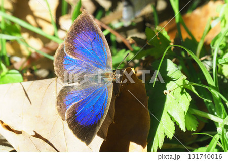 ムラサキシジミ（オス） 131740016