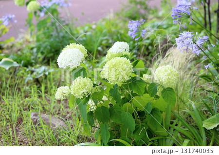 爽やか アナベルの花 爽やか アナベルの花 131740035