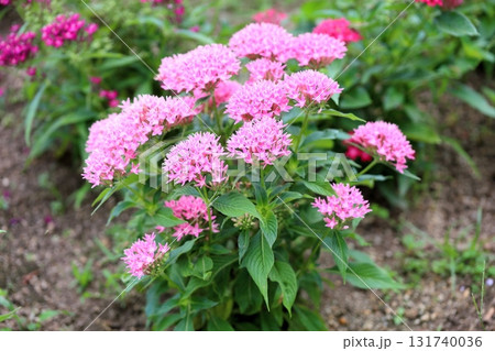 可愛い ペンタスの花 可愛い ペンタスの花 131740036