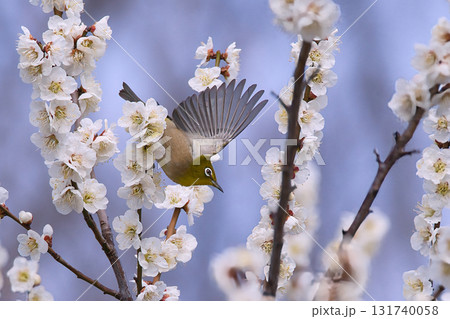 梅の蜜を吸うメジロ 131740058