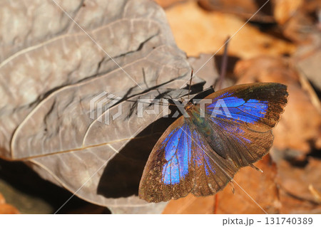 ムラサキツバメ（メス） 131740389