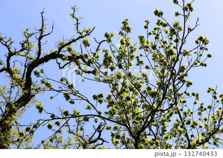Tree Branch Silhouettes Against Clear Sky Tree Branch Silhouettes Against Clear Sky 131740433