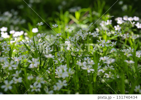 Field of White Wildflowers in Spring Bloom Field of White Wildflowers in Spring Bloom 131740434