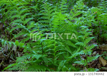 Lush Forest Fern in Natural Light 131740442