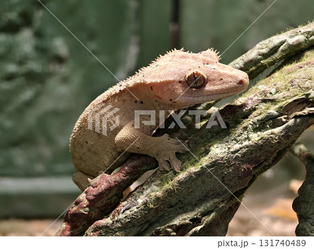 A colorful chameleon resting on a branch in its natural habitat A colorful chameleon resting on a branch in its natural habitat 131740489
