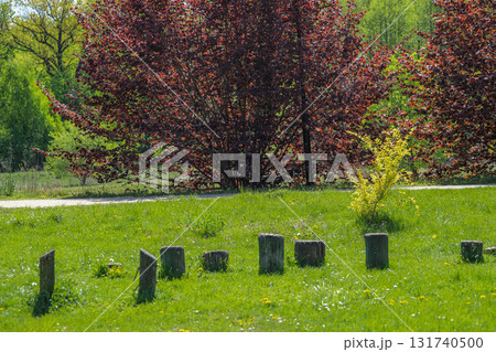 Tree Stumps in a Green City Park Tree Stumps in a Green City Park 131740500
