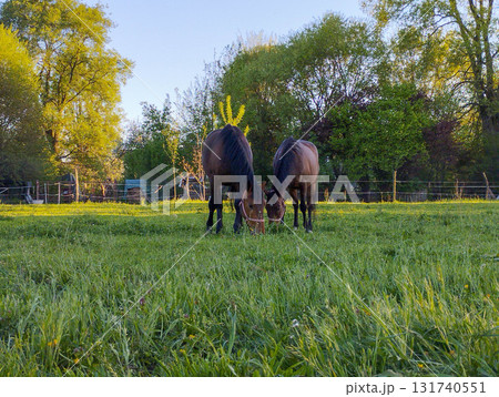 Grace and Power Horses in Natural Habitat Grace and Power Horses in Natural Habitat 131740551