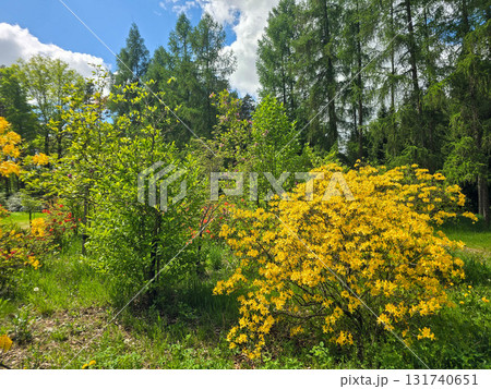 Golden Blossom Yellow Flowering Bushes in Garden 131740651